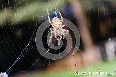 The Spider predator. Calabria, Italy Stock Photo