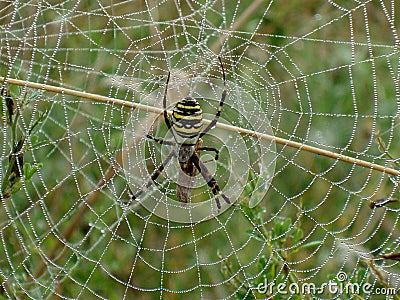 Spider predator preparing its web of filaments and dew to hunt for insects in the morning Stock Photo