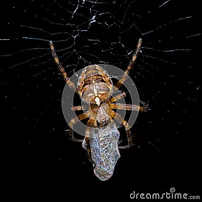 Spider predator Stock Photo