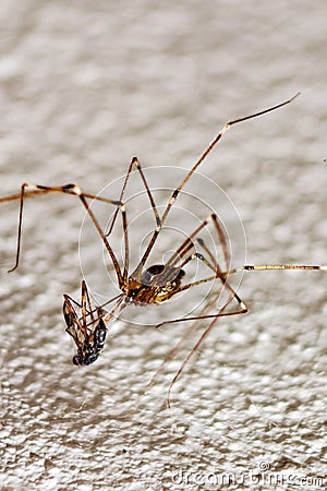 Spider prey insect macro shot Stock Photo