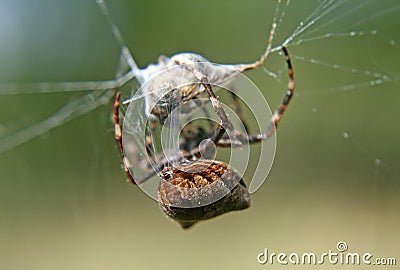 Spider and prey Stock Photo