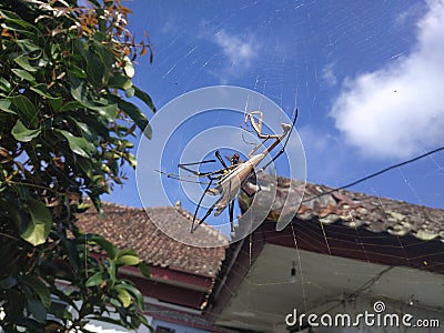 the spider preyed on the praying mantis, hangs out in her web Stock Photo