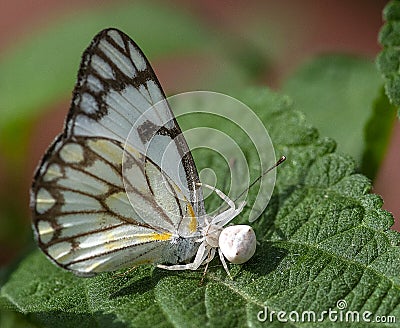 A Spider preying on Belenois aurota, the pioneer butterfly. Stock Photo