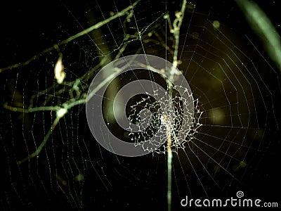 Spider Pulling Strings Shaped Similar to The Sewing Machine Stock Photo