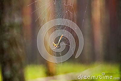 The spider releases a web from a pine needle. Stock Photo