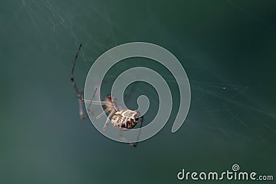 a spider's posterior sac Stock Photo