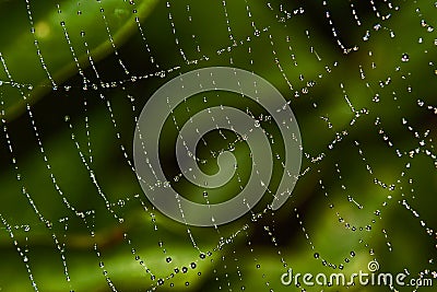 Spider's web with dew Stock Photo