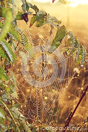 The spider`s web with dew drops Stock Photo