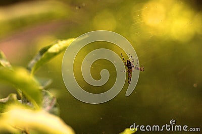 A spider`s web in the middle of a forest with beautiful daylight Stock Photo