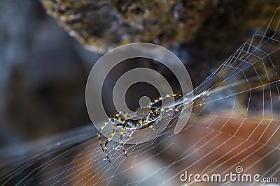 Spider sitting in the center of its cobweb in natural enviroment Stock Photo