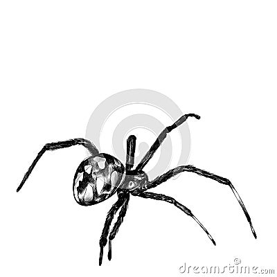 Spider sketch drawing Stock Photo