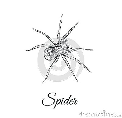Spider sketch vector illustration. Spider Vector Illustration