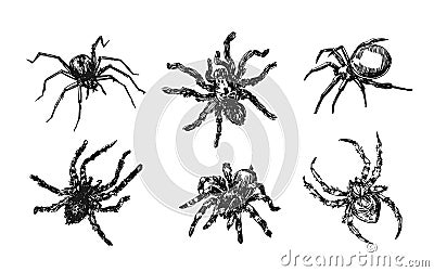 Spider sketch vector set of illustration. Hand drawn style picture. Vector Illustration