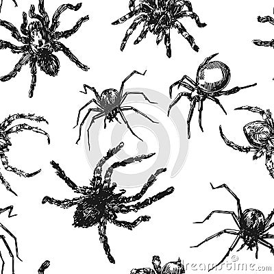 Spider sketch vector set of illustration. Hand drawn style picture. Vector Illustration