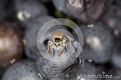 Spider Stock Photo