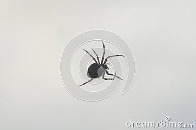 Spider Stock Photo