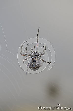 Spider Stock Photo