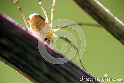 spider on the stem of macro plant Stock Photo