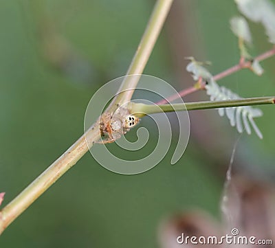 Spider Stock Photo