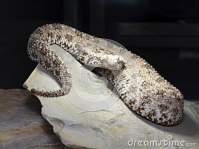 Spider tailed horned viper, Pseudocerastes urarachnoides, is probably the rarest viper with a spider tail ending Stock Photo