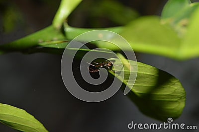 A spider takes cover behind leaves Stock Photo