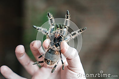 Spider tarantula in the hand of man. Close-up are the canines of a spider Stock Photo