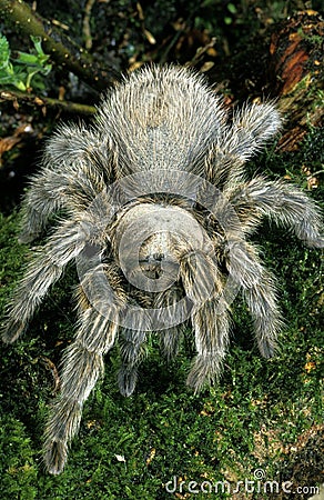 Spider, theraphosa sp, Specy from South America Stock Photo
