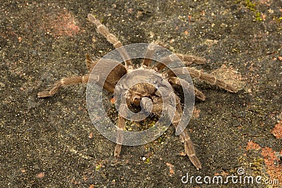 Spider, Theraphosidae, Gumti, Tripura , India Stock Photo