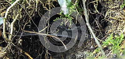 Spider trap Stock Photo