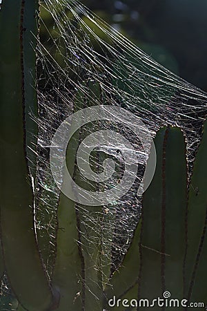 Spider trap Stock Photo