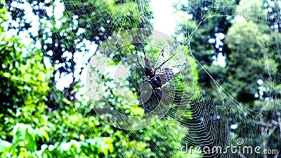 Spider Trap Stock Photo