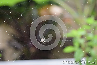 Spider trap Stock Photo