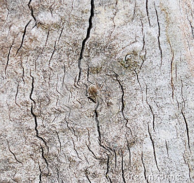 Spider on the tree bark Stock Photo