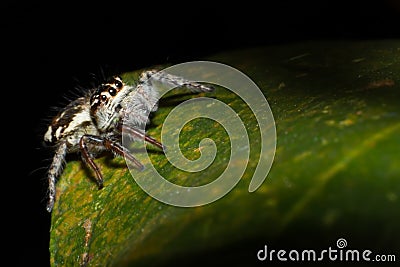 Spider on tree leaf background,macro spider in nature Stock Photo