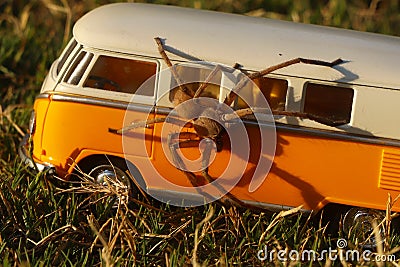 Jumping spider on a car. Stock Photo