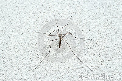 Spider on the wall Stock Photo