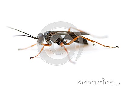 Spider Wasp Stock Photo