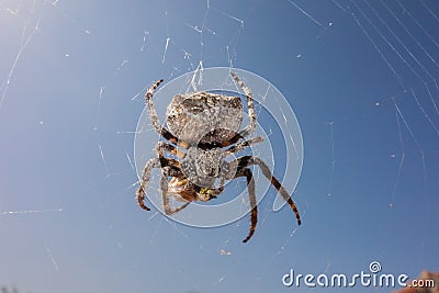 Spider & wasp Stock Photo