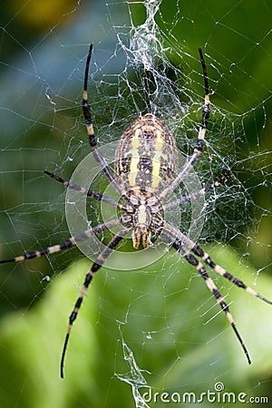 Spider wasp Argiope bruennichi Stock Photo