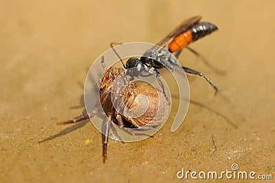 Spider wasp Priocnemis vulgaris attacking spider Stock Photo