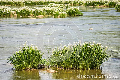 Spider water lilies in landsford state park south carolina Stock Photo