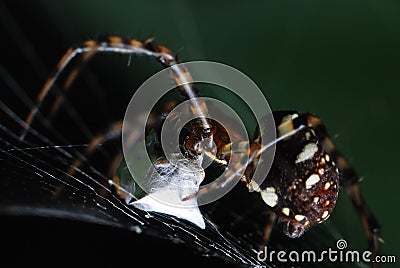 A spider weaving a cocoon over some captured prey Stock Photo