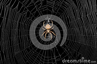 Spider and Web Stock Photo