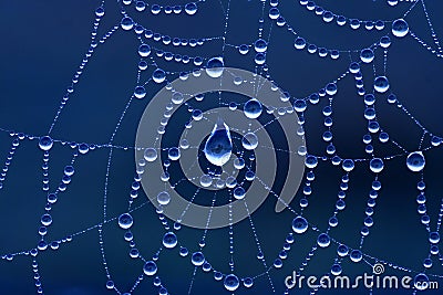 Spider Web Stock Photo