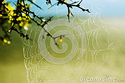 Spider web Stock Photo