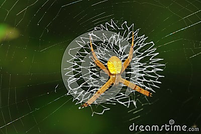 Spider on Web Stock Photo