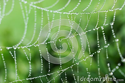 Spider web Stock Photo