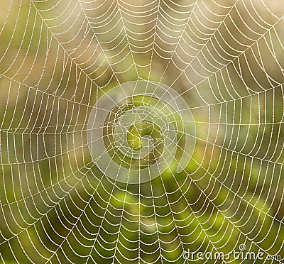 Spider web Stock Photo