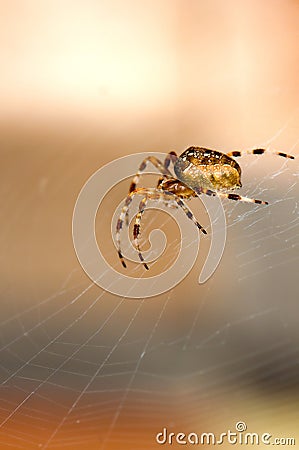 Spider on the web Stock Photo