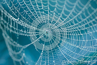 Spider on web Stock Photo